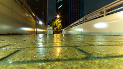雨上がりの歩道橋