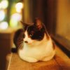 やわらかな夜の猫