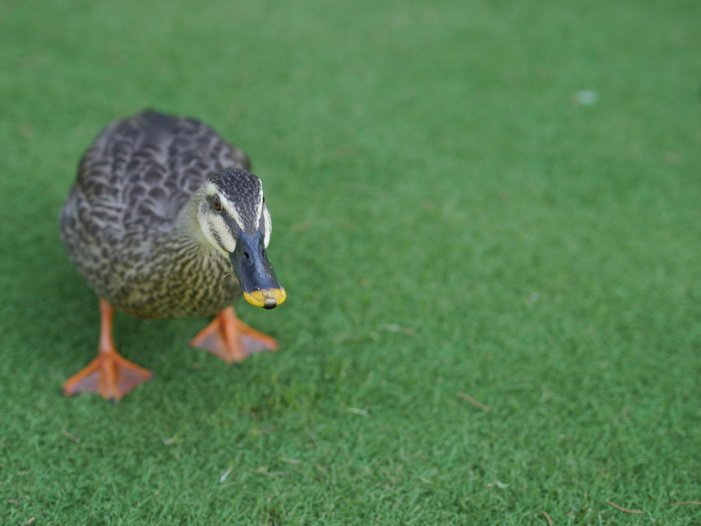 興味あるカモ