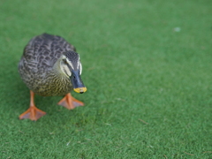 興味あるカモ