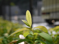 葉脈