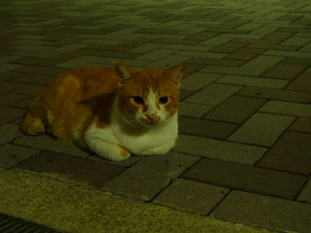 暗闇の動かな過ぎる猫