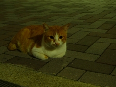 暗闇の動かな過ぎる猫