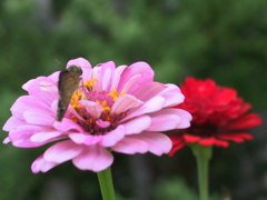 華