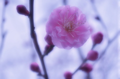 Soft