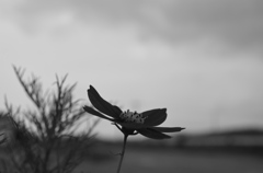 咲