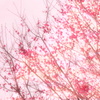 CSC_0969