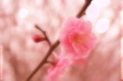 Spring~*