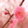 Spring~*