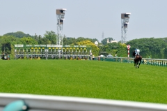 東京競馬場 #9