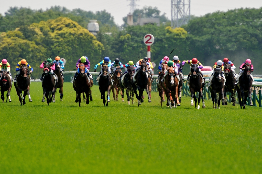 東京競馬場 #3