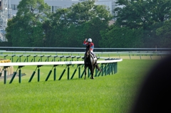 東京競馬場 #17 第80回日本ダービー優勝馬①キズナ