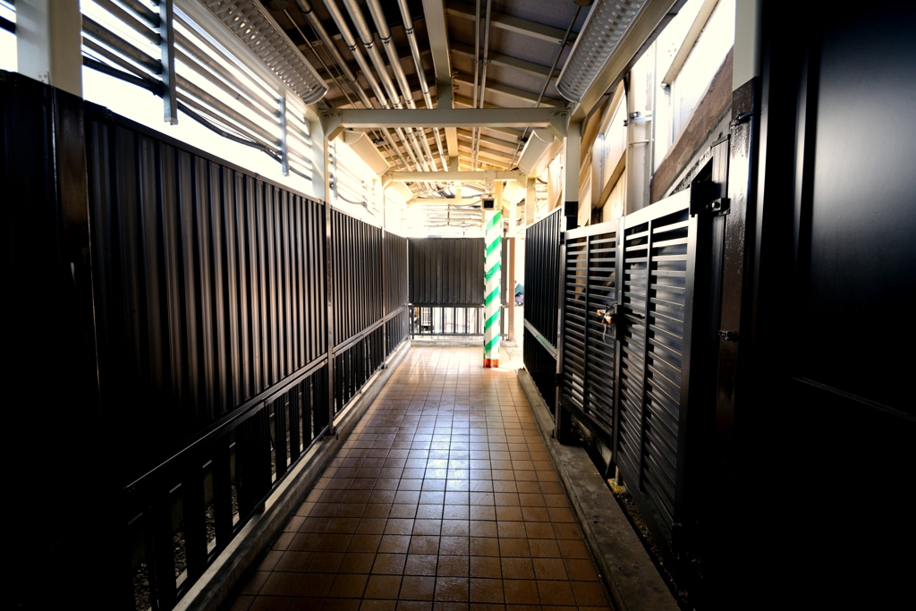D800 Snap #24