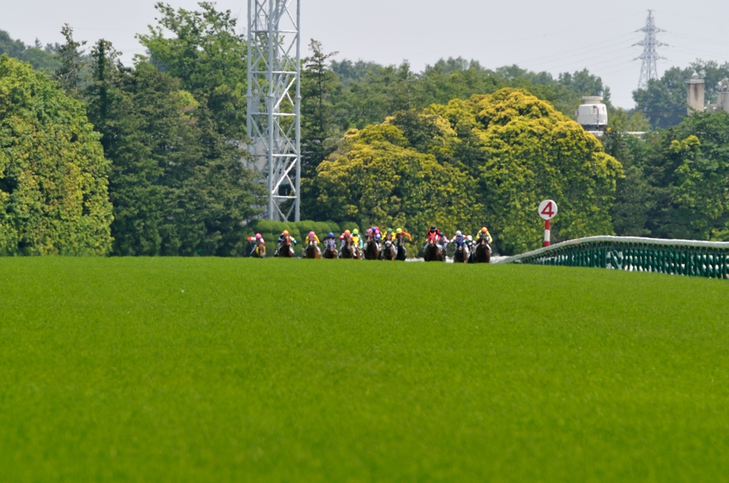 東京競馬場 #6