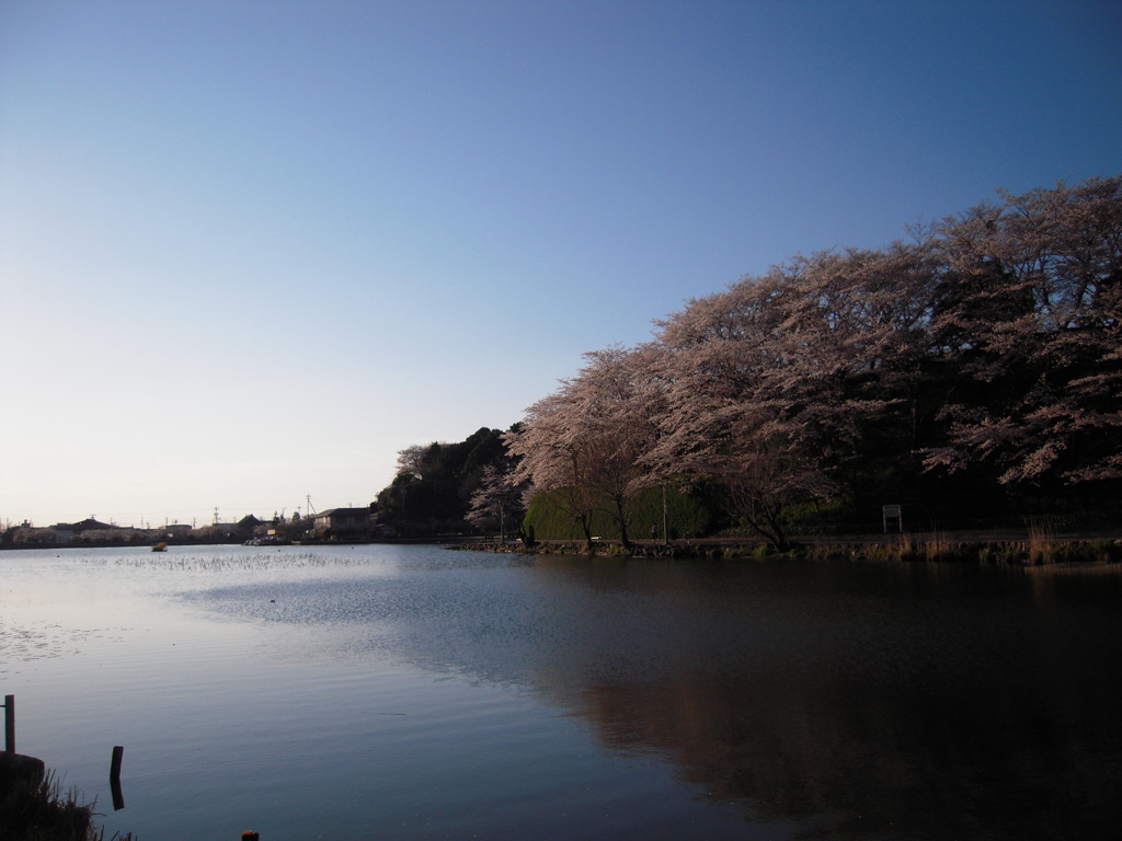 桜と池４