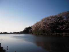 桜と池４