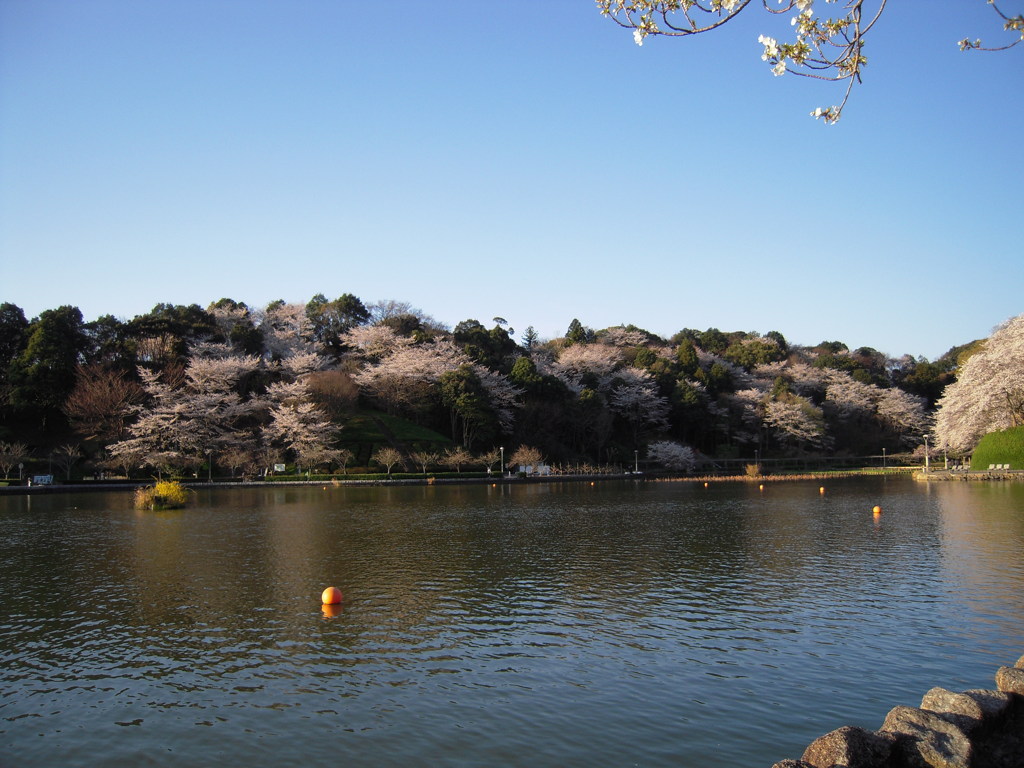 桜と池１０