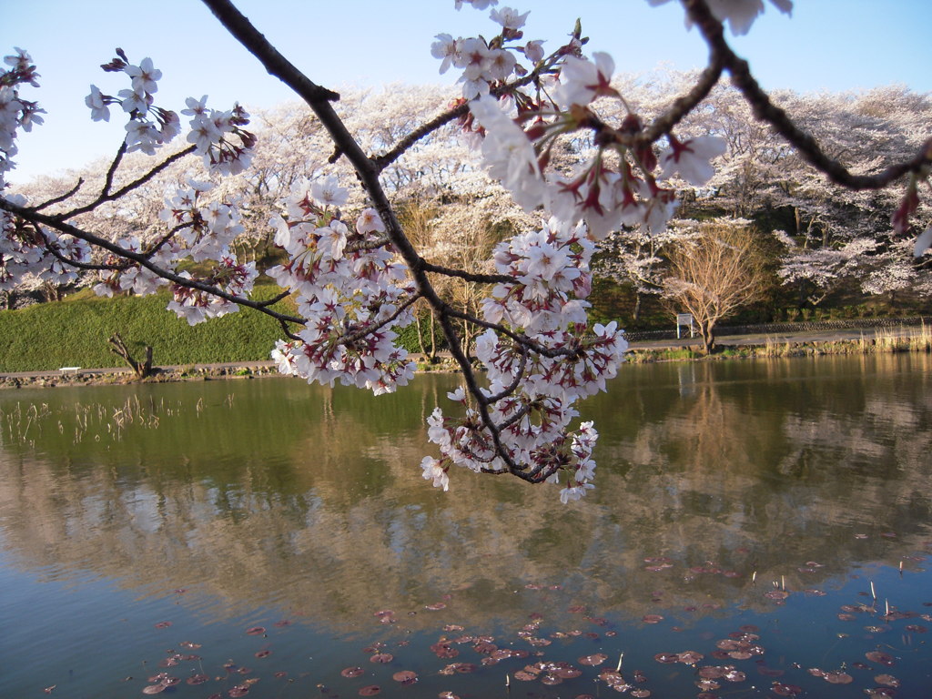 桜と池９