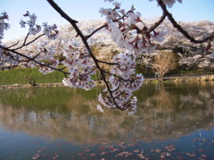 桜と池９