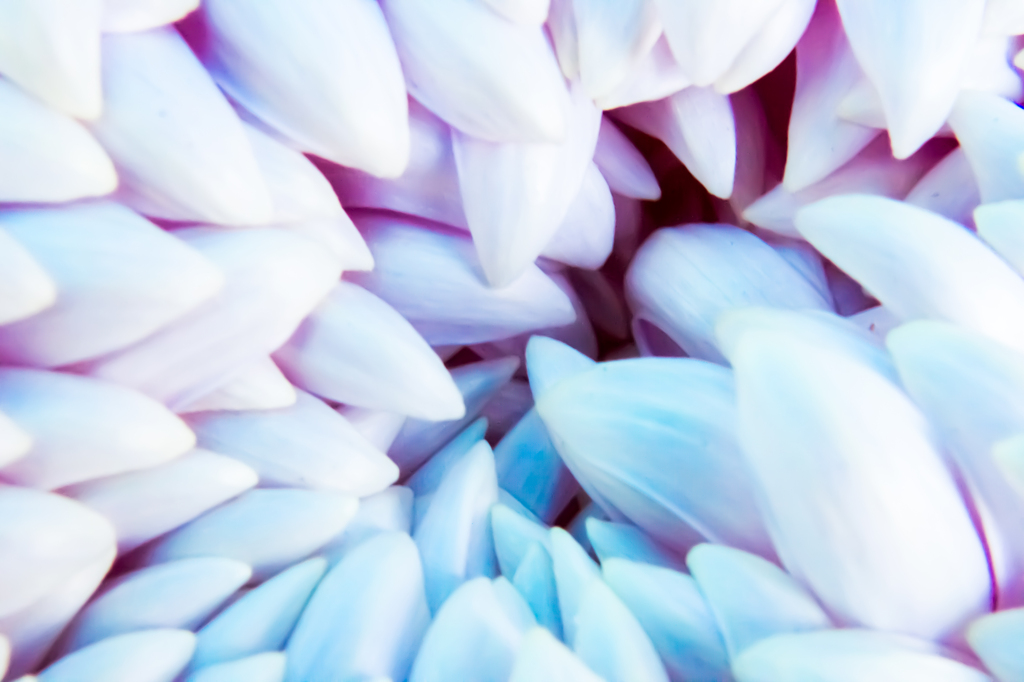 Chrysanthemum