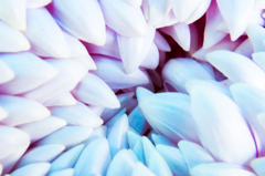 Chrysanthemum