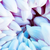 Chrysanthemum