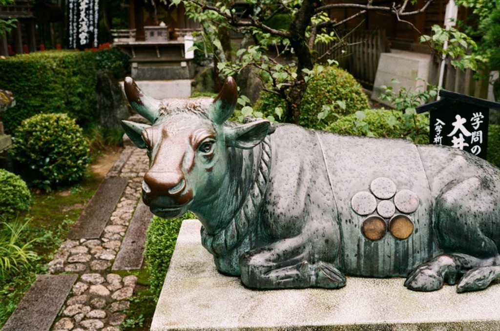 大井神社　本社　学問の神様　牛