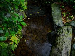 大井神社１１