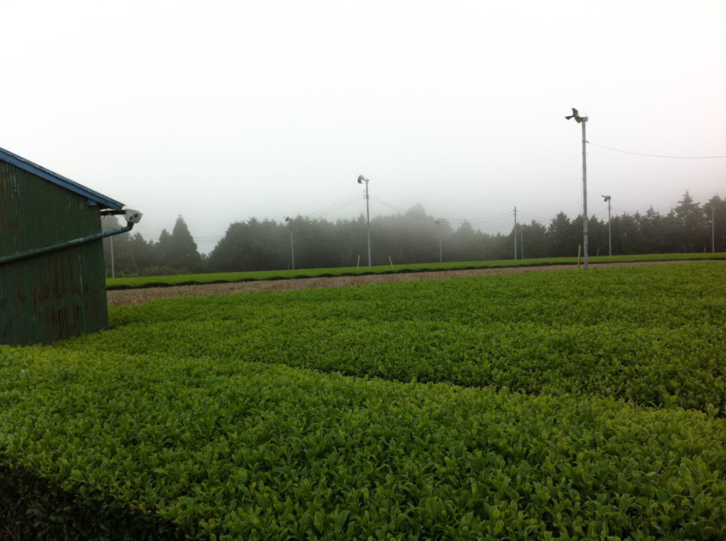 霧と茶畑