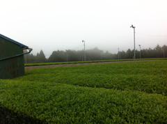 霧と茶畑