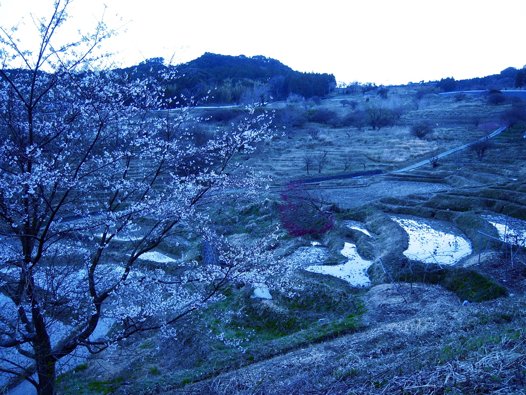 棚田と桜