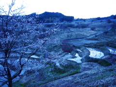 棚田と桜