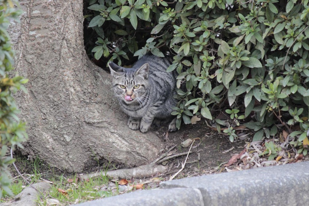 アー、クッタ、クッタ。お姉ちゃんアリガとぉー！！