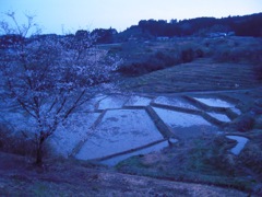 棚田と桜2