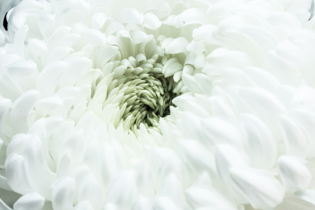 Chrysanthemum