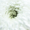 Chrysanthemum