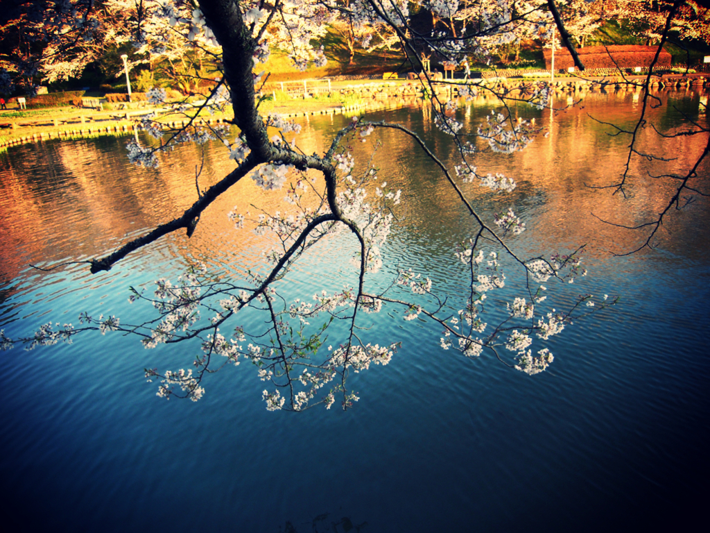 sakura8