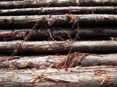 濡れている丸太