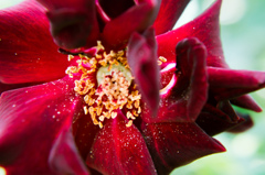 Power of flower