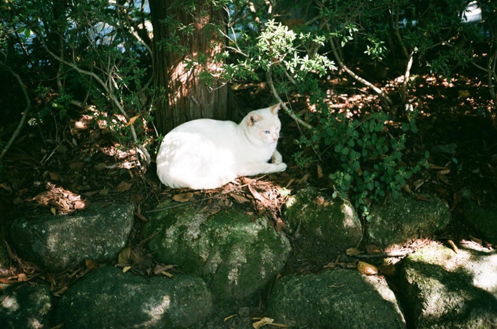 白い猫ちゃん