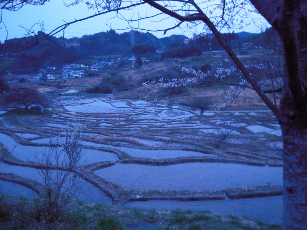 棚田と桜３