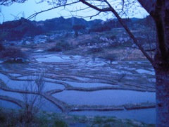 棚田と桜３