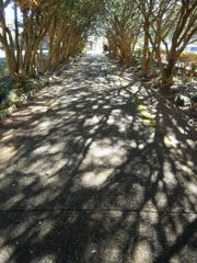 山茶花の通り道