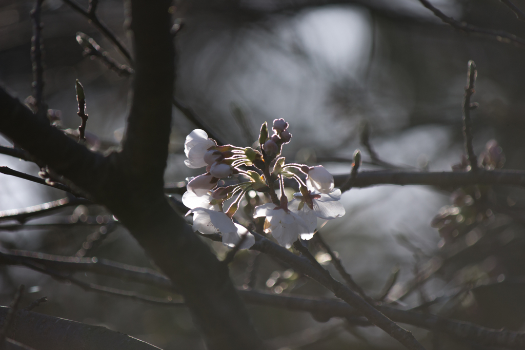 早桜