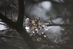 早桜