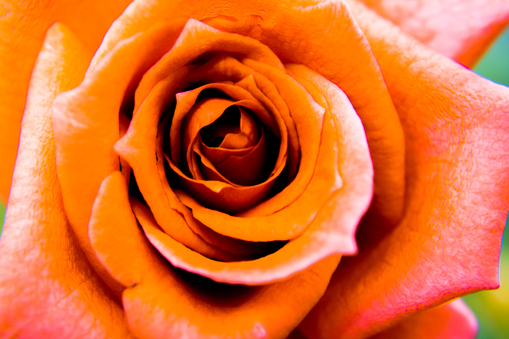 Power of flower
