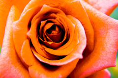 Power of flower