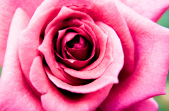 Power of flower