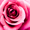 Power of flower