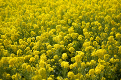 菜の花